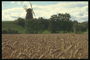 Пшеничное поле и мельница