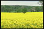 Желтое поле цветов и зеленый горизонт