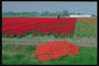Плантации красных тюльпанов