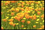 Маки и желтые цветы