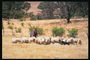 Овцы и пастух
