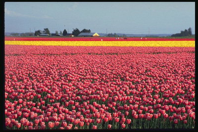 Поле тюльпанов. Розовын, красные и желтые