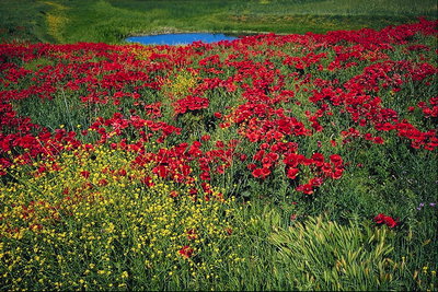 Голубое озеро среди красных цветов