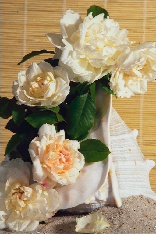 Bouquet de pivoines blanches.