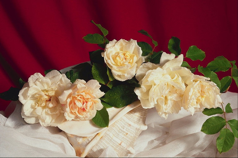 एक सज्जन क्रीम गुलाब के फूलों के साथ एक गुलदस्ता.
