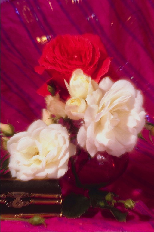 빨간색과 흰색 꽃의 심포니.