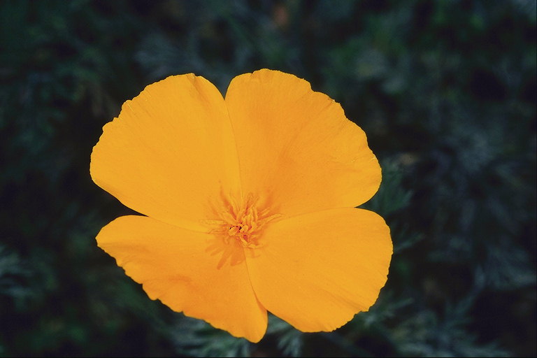 Soleado flor.