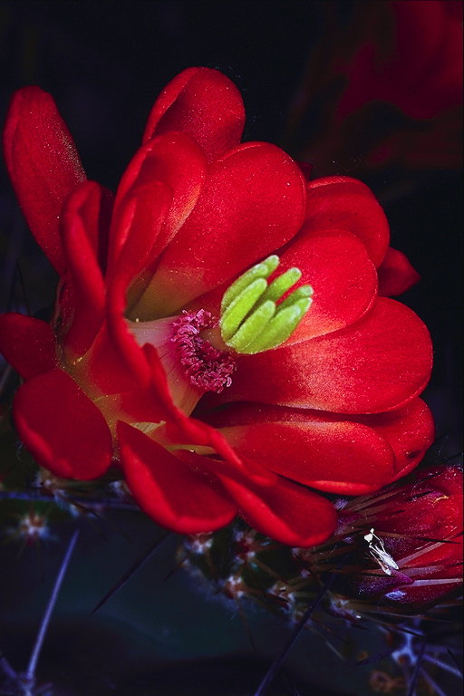 녹색과 붉은 꽃 stamens