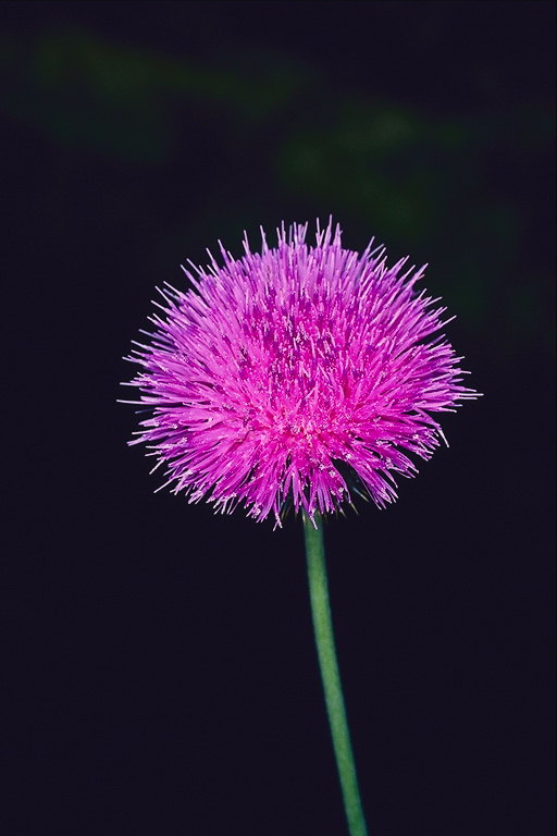 Flor diente de león espinas de color rosa