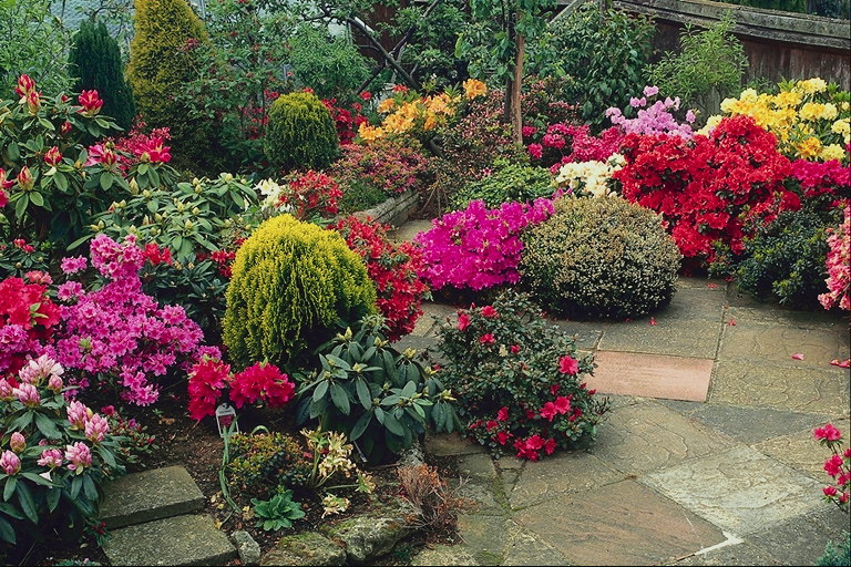Terrace with shrubs and flowers.