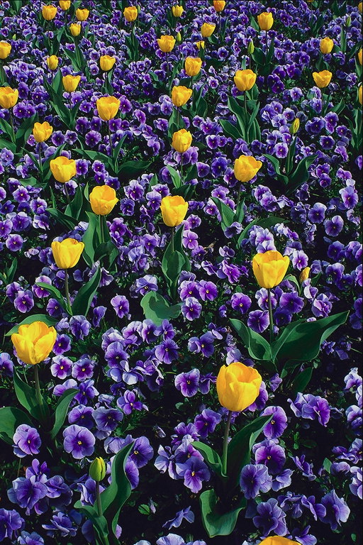 Màu vàng và hoa tulip violets.