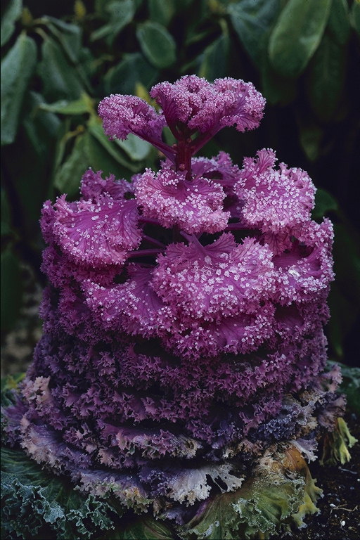 A flower-cabbage.