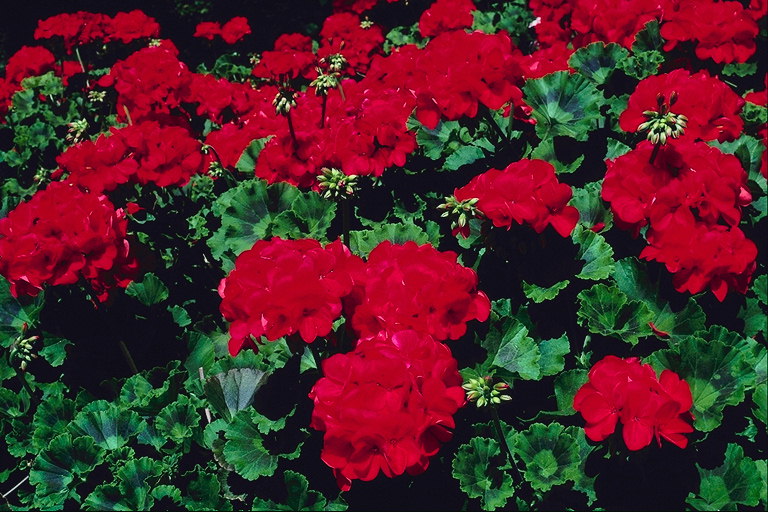 Röda blommor.