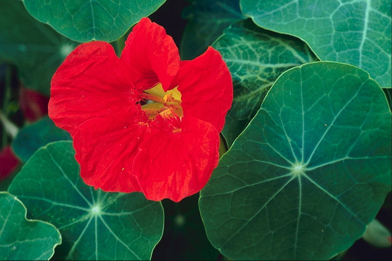 Flor roja con grandes hojas redondas