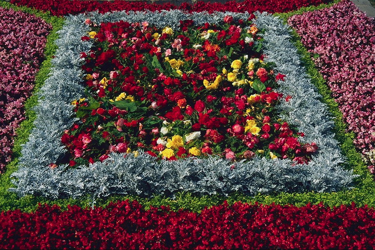 Flowerbed. สีแดงและสีเหลือง tulips.
