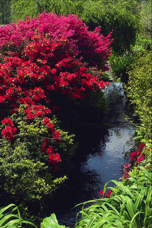 Езерото. Буш с червени цветя.