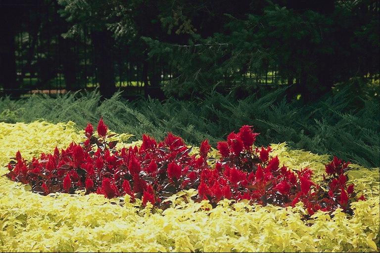 Park-området. Flower design i röda och gula färger.