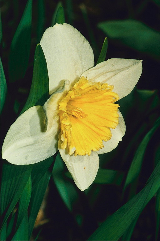 Narcissus.
