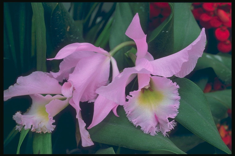 Jemne ružové orchideje.