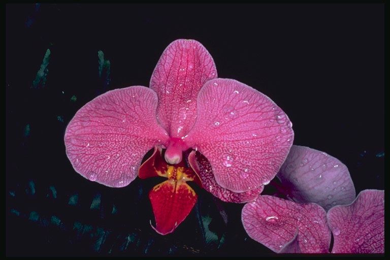 Rozā Orchid in rasas.
