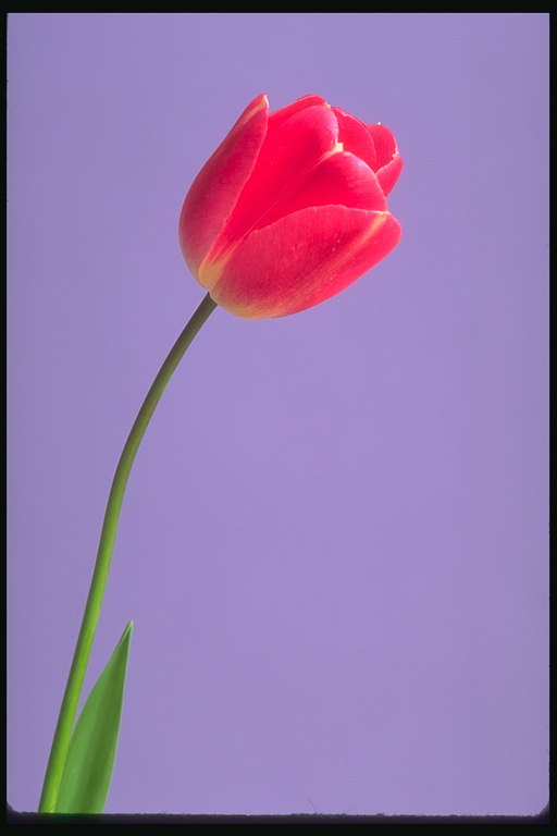 Tulip rosa.
