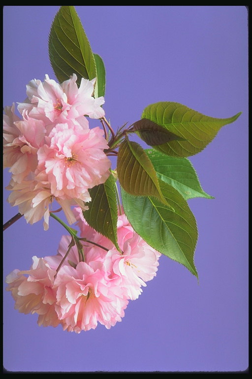 Filiāle rozā ziedi