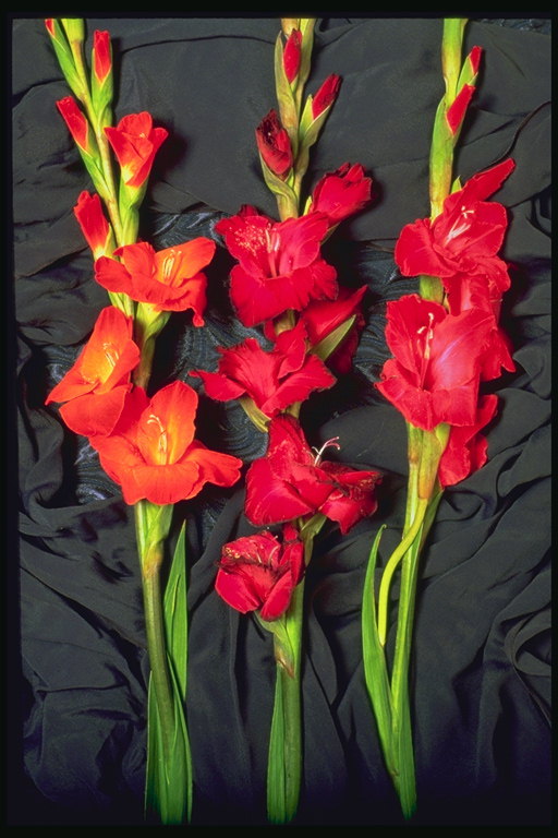 Sammensetning av tre gladiolus.