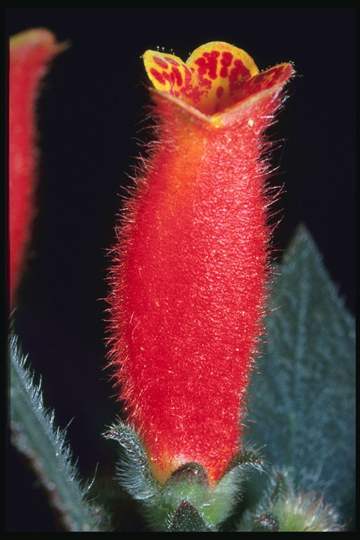 Crveni fuzzy cvijet.
