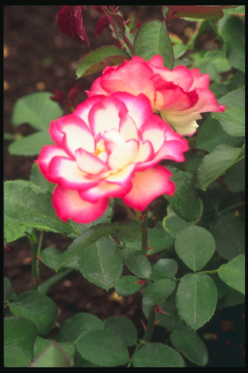 Bush, de culoare albă, cu roz tăişuri petalele de trandafiri.