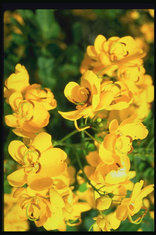 La composizione di fiori in colori caldi di sole.
