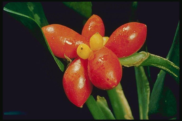 Flor roja con suculentos pétalos.