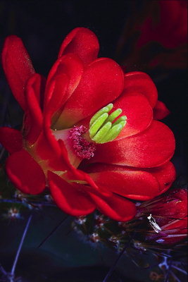 Czerwony kwiat z zielonym stamens