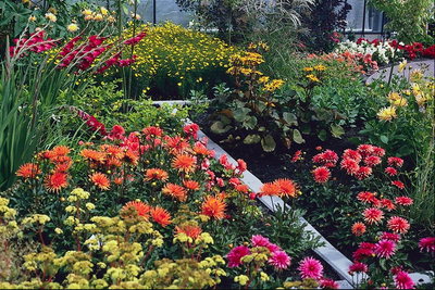 Winter Garden. Gladiolus och färgade Dahlia.