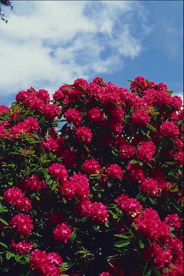 红牡丹花。