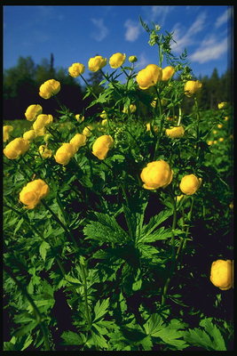 J bush dari bunga kuning.