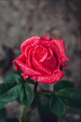 Роза в утренней росе.