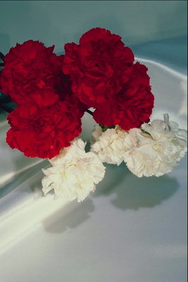 빨간색과 흰색 카네이션의 꽃다발.