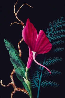 Sammensætningen af en lyserød orkidé og bregne filialer.