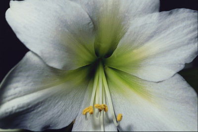 Beyaz Lily