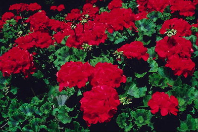 Rode bloemen.
