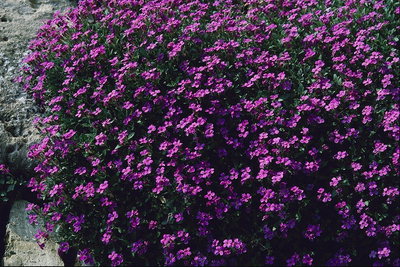 Bush violeta flores.