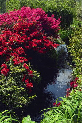 אגם. השיחים עם פרחים בצבע אדום.