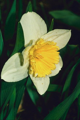 Narcis.