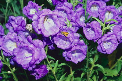 Lilac sinos e borboletas.