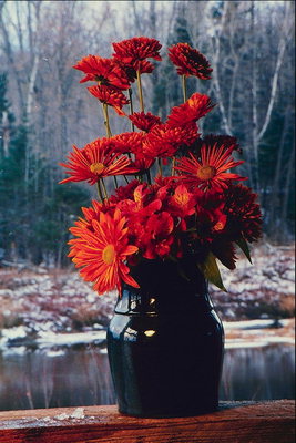 Flower sestavo. Rdeče cvetje v vazo.