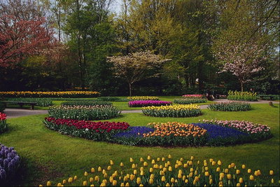 Parku. Tulipany.