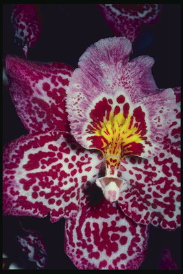Flekket orkidè.