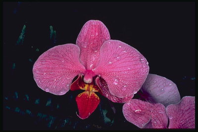 Pink Orchid i dagg.