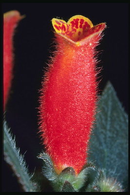 Red fuzzy kvetina.