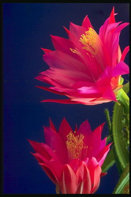 Cactus flor.